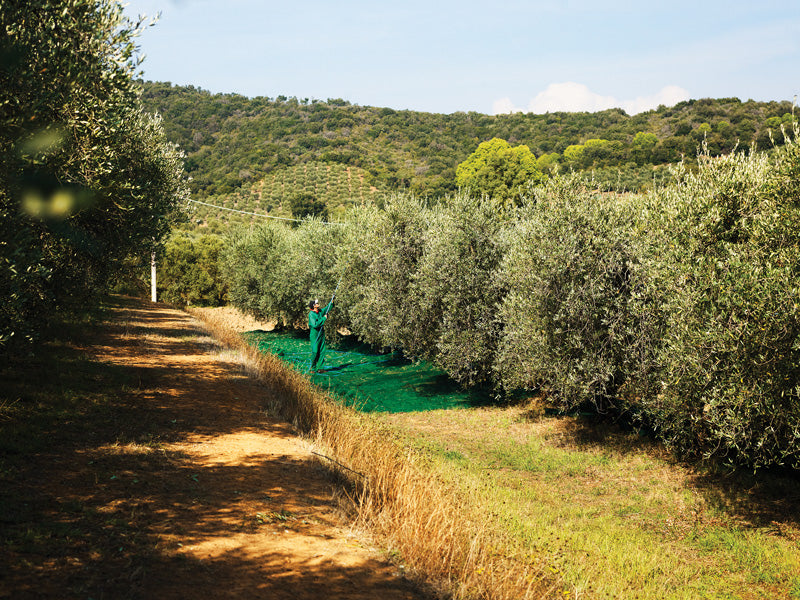 Harvest 2018