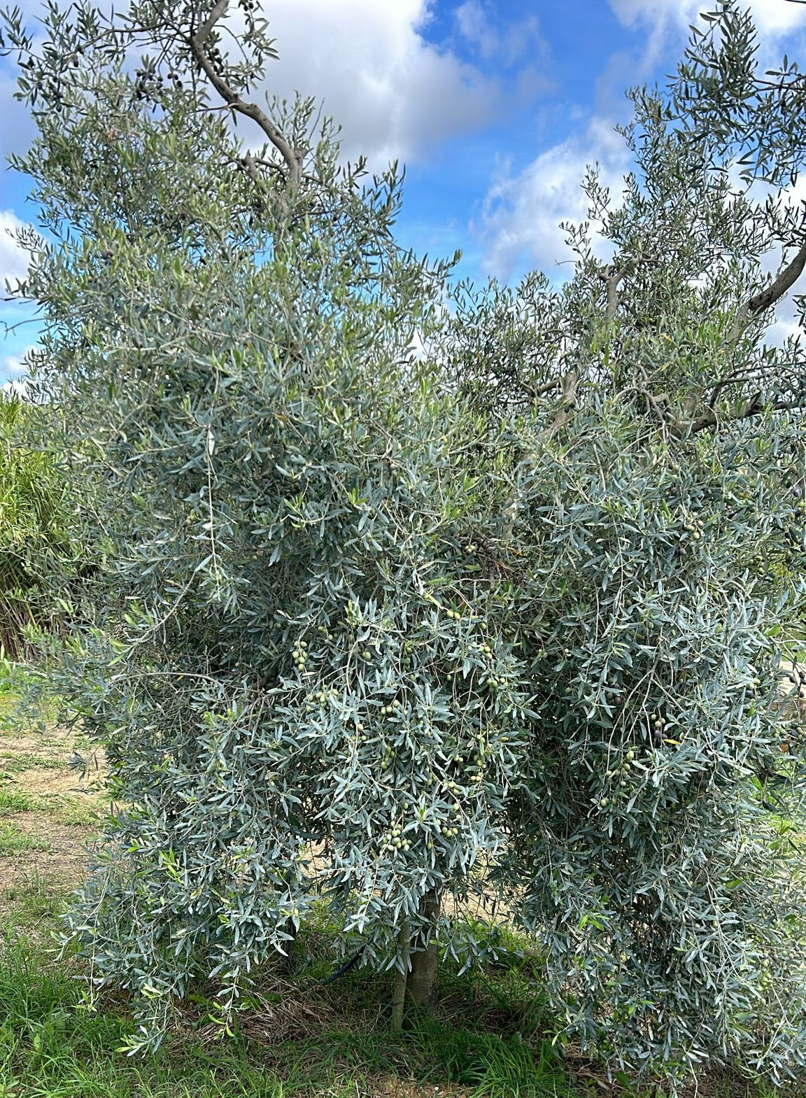 Monovarietale Maurino Biologico - bottiglia da 250 ml